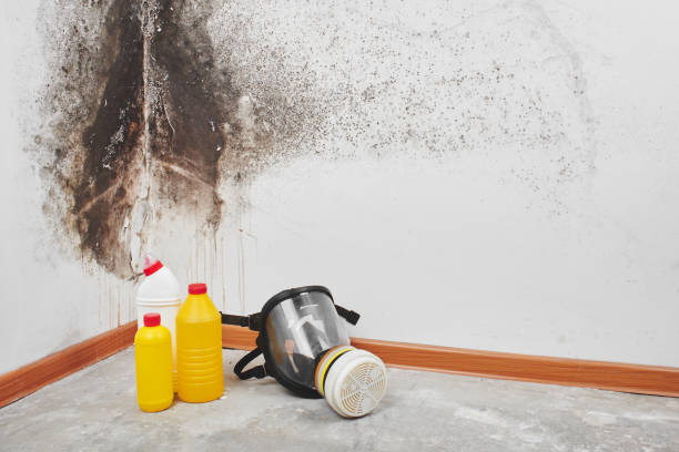 Mold Removal Process in Basalt, CO