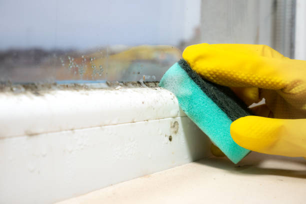 Best Mold Testing and Removal  in Basalt, CO