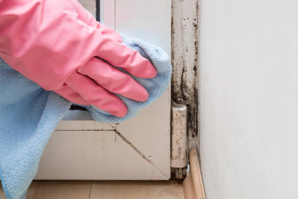 Best Certified Mold Removal  in Basalt, CO