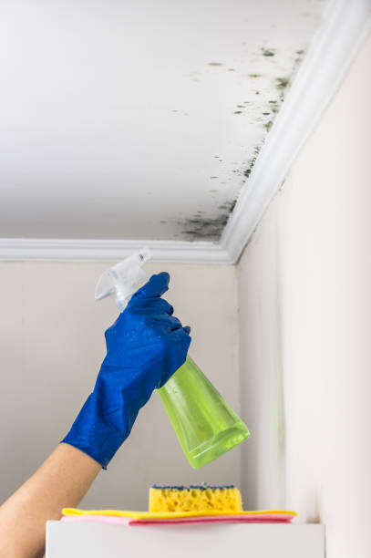 Mold Testing and Removal in Basalt, CO