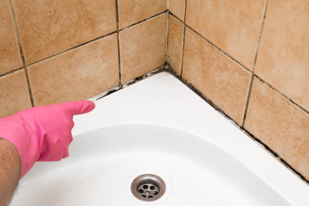 Best Mold Testing  in Basalt, CO